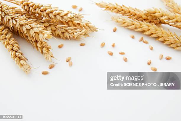 wheat - celiac disease stock pictures, royalty-free photos & images