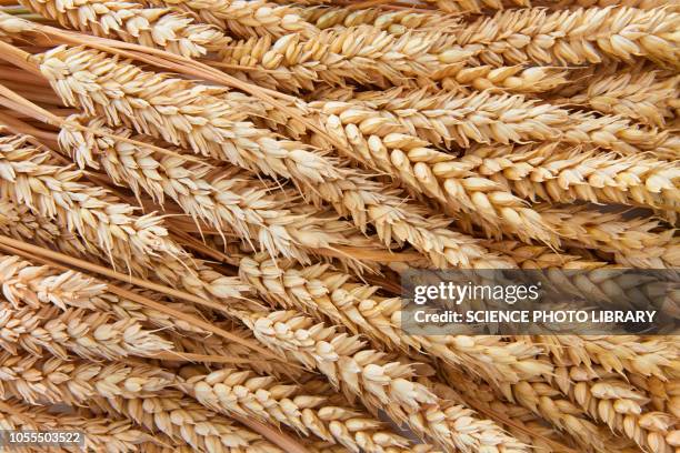 ears of wheat full frame - celiac disease stock pictures, royalty-free photos & images