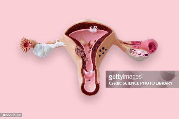 model of the female reproductive system - ovarios fotografías e imágenes de stock