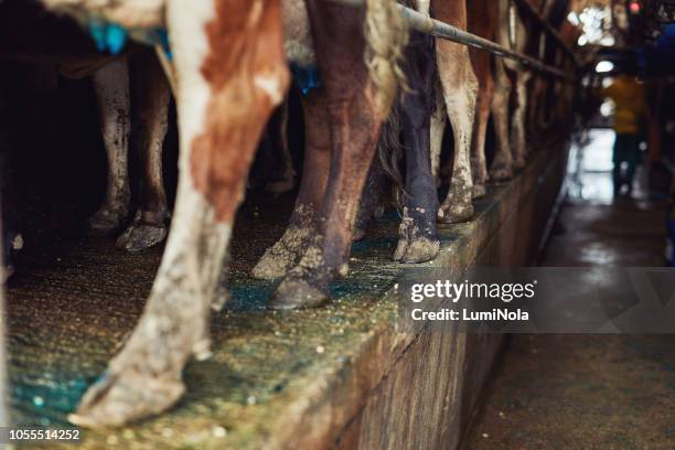 ready to get milked - hoof stock pictures, royalty-free photos & images