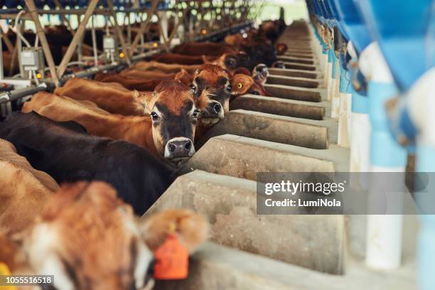 1 607点の牛舎のストックフォト Getty Images 1 607点の牛舎のストックフォト Getty Images