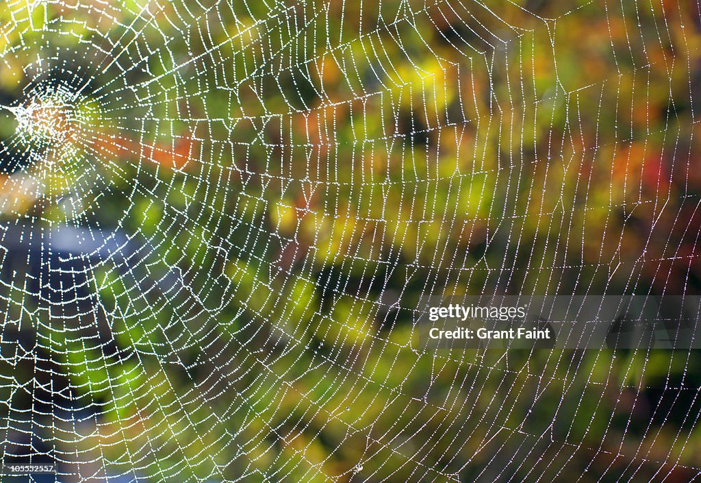 Spider's web close up