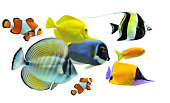 Group of eight colorful fish on white background