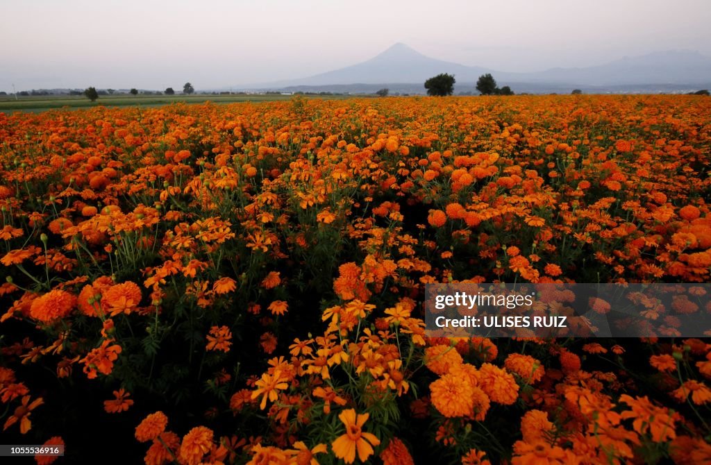 TOPSHOT-DOUNIAMAG-MEXICO-DAY OF THE DEAD-CEMPASUCHIL