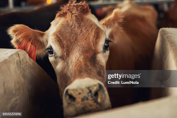 did someone say hay? - dairy cattle stock pictures, royalty-free photos & images