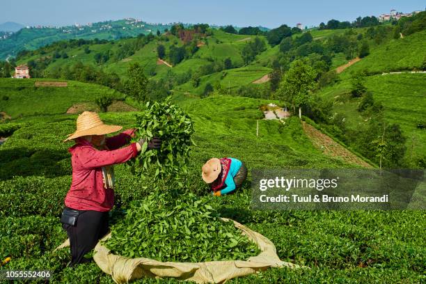 turkey,  tea plantation in the hills near trabzon in anatolia - anadolu stock pictures, royalty-free photos & images