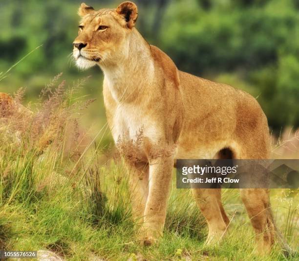 magnificent healthy loness in the bush - lioness stock pictures, royalty-free photos & images