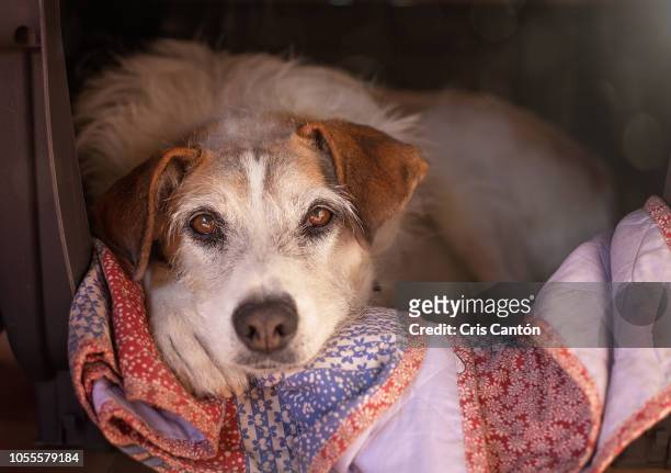 shelter dog looking at camera - animal shelter stock pictures, royalty-free photos & images