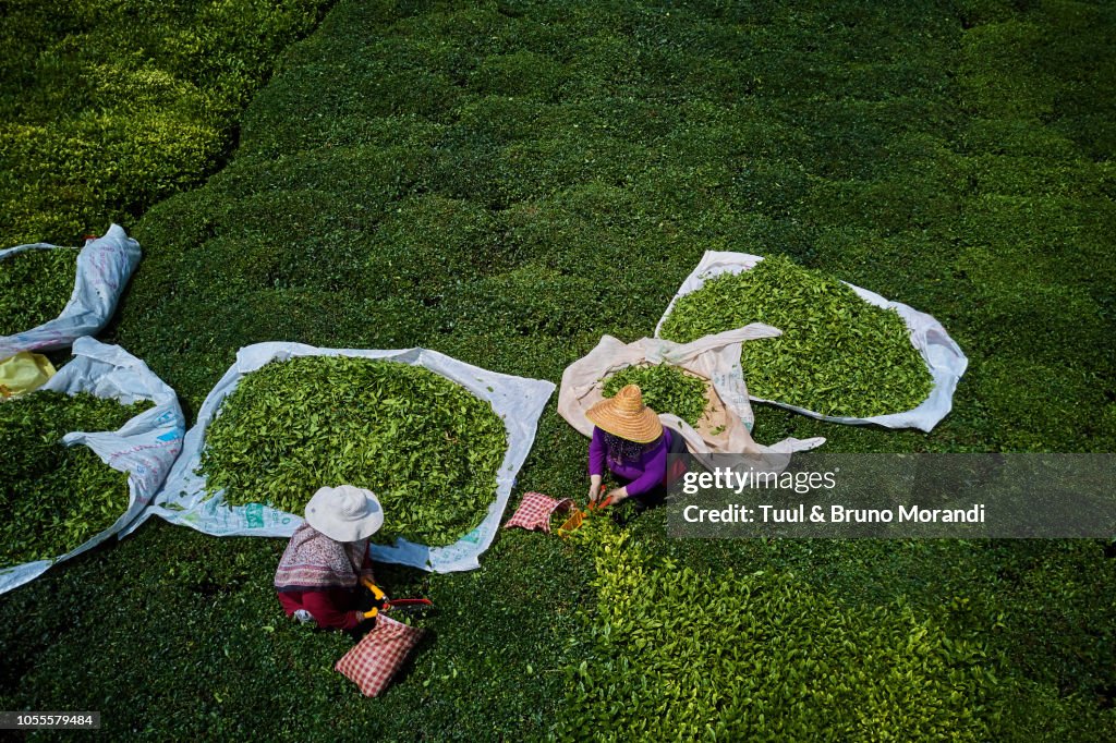 Turkey Tea Field Turkey Tea Plantation In The Hills Near Trabzon In Anatolia High-Res ...