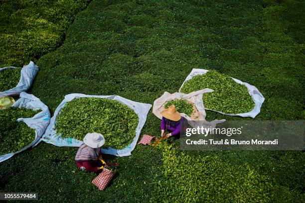 turkey,  tea plantation in the hills near trabzon in anatolia - trabzon 個照片及圖片檔