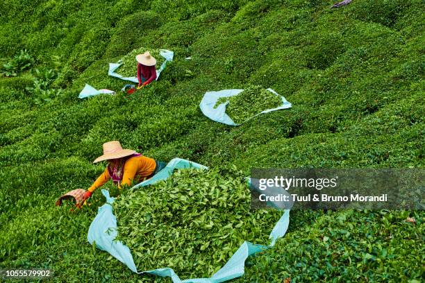 turkey,  tea plantation in the hills near trabzon in anatolia - trabzon - fotografias e filmes do acervo