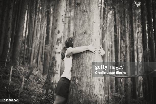girl hugging a tree, terceira island. azores. - cryptomeria japonica stock pictures, royalty-free photos & images