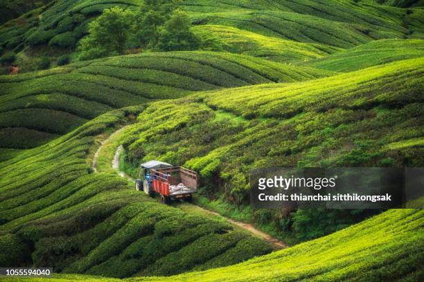 tractor working in tea plantation - plantation de café photos et images de collection