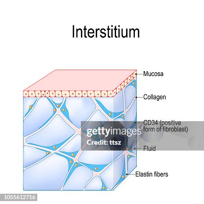 Interillum Structure Of Interstitium High-Res Vector Graphic - Getty Images
