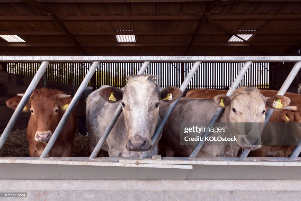 Portrait of cows in a barn