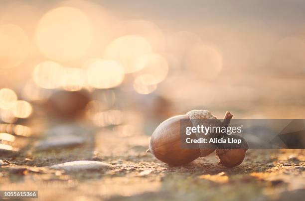 acorns - detalle de primer plano fotografías e imágenes de stock
