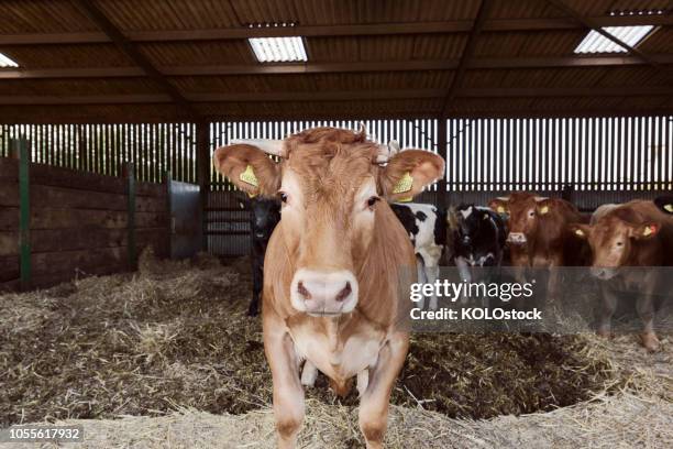 portrait of cow - barn stock-fotos und bilder