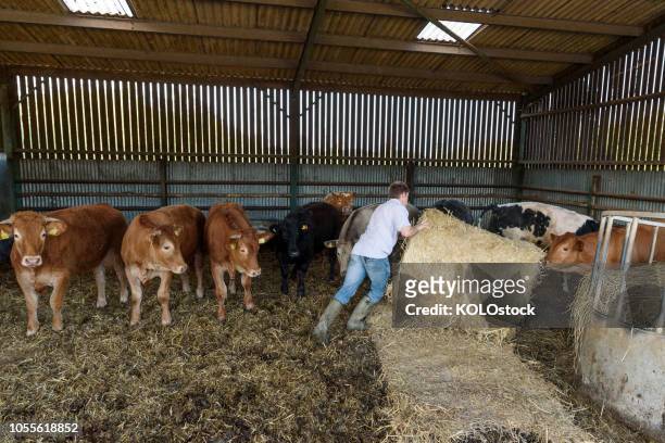 farmer in barn with cattle - a balze fotografías e imágenes de stock