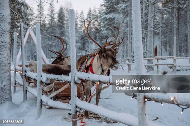 reindeer at the santa claus village in lapland - finnish lapland stock pictures, royalty-free photos & images