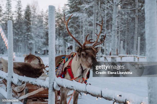 reindeer at the santa claus village in lapland - a reindeer ストックフォトと画像