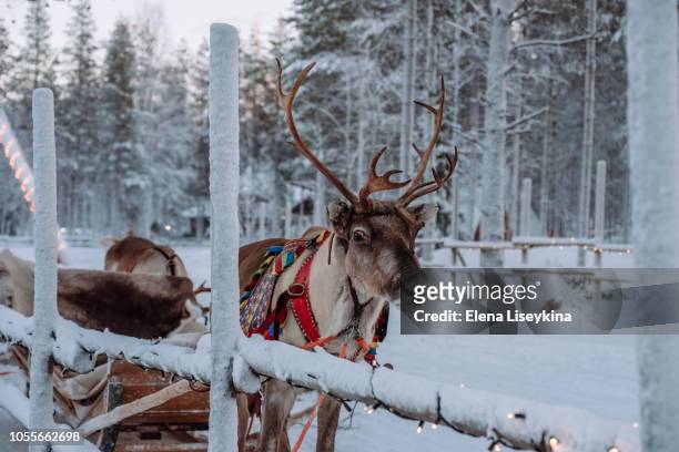 reindeer at the santa claus village in lapland - christmas finland stock pictures, royalty-free photos & images