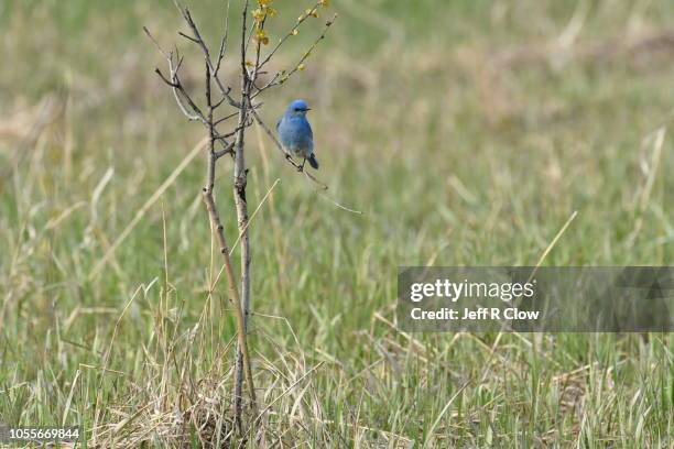 mountain bluebird in wyoming 3 - berghüttensänger stock-fotos und bilder