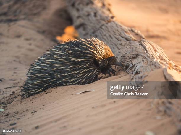 echidna digging for food under a log - tachyglossidae stock pictures, royalty-free photos & images