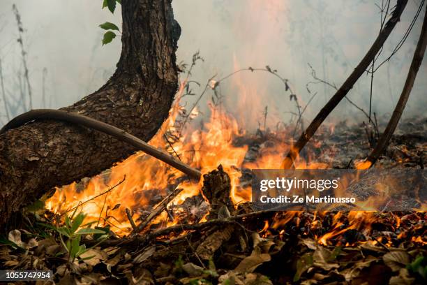 fire - tree on fire stock pictures, royalty-free photos & images