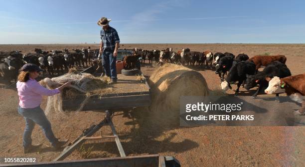 This picture taken on September 28, 2018 shows farmers Matt and Sandra Ireson feeding their cattle due to lack of vegetation caused by a severe and...