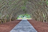Walkway in Dallas Arboretum