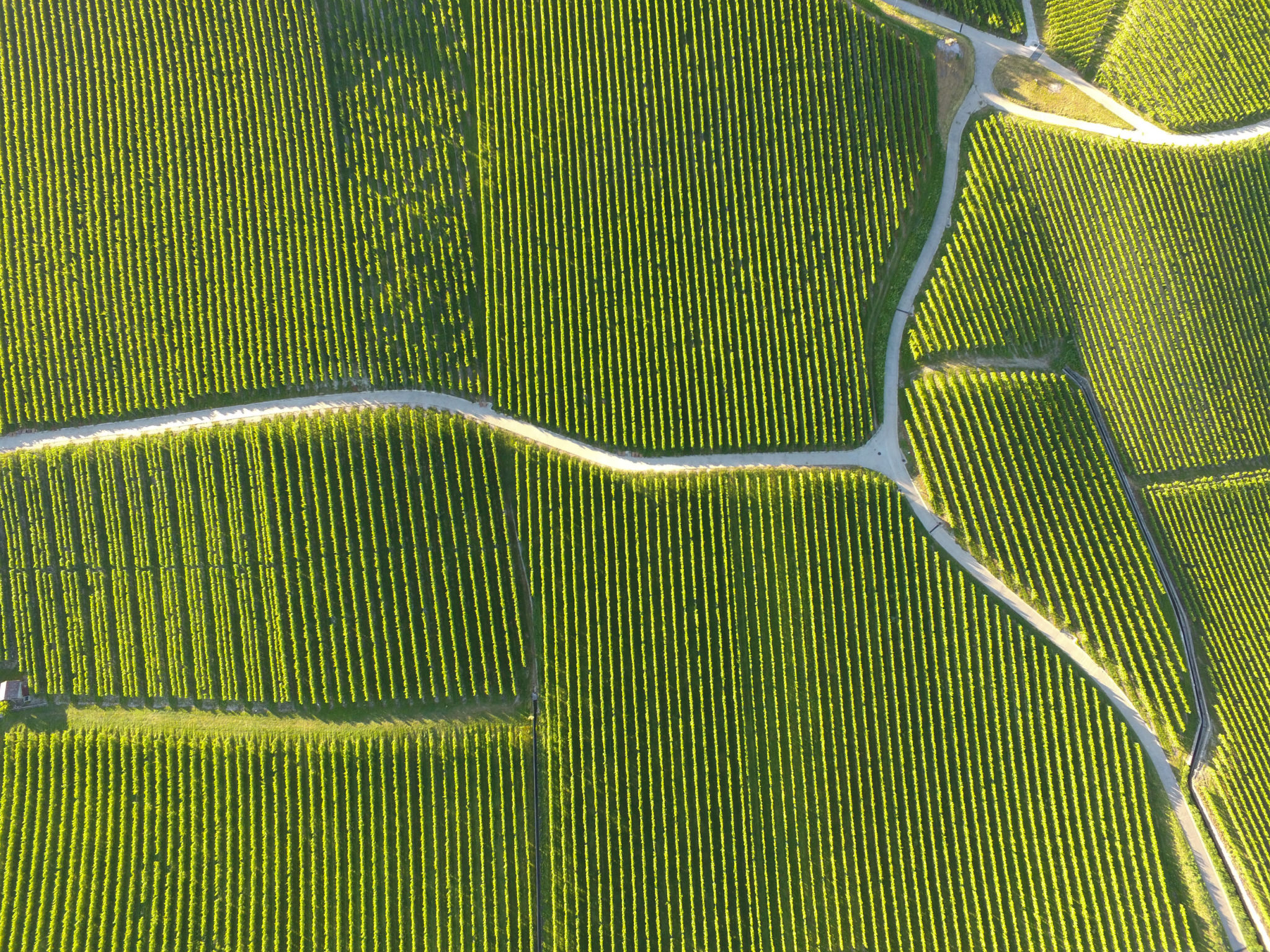 vineyard drone