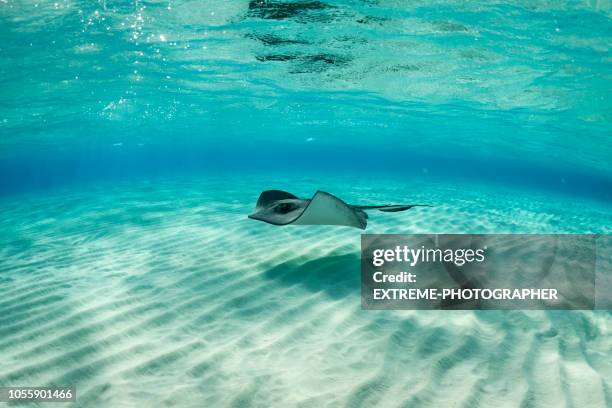 stingray vis - ray fish stockfoto's en -beelden