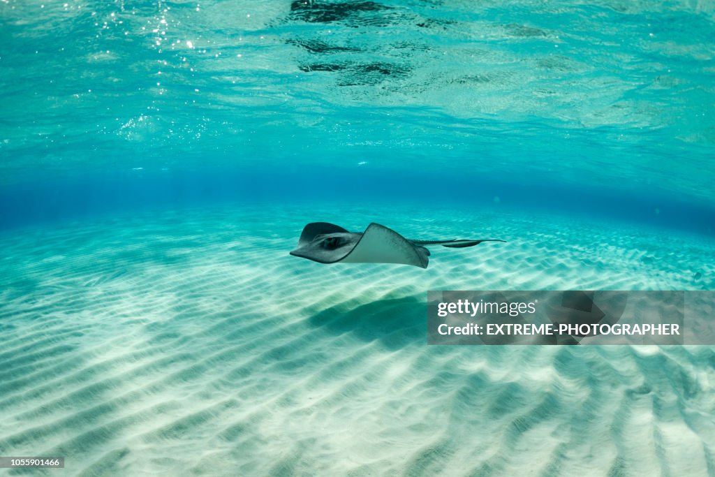 Stingray fish
