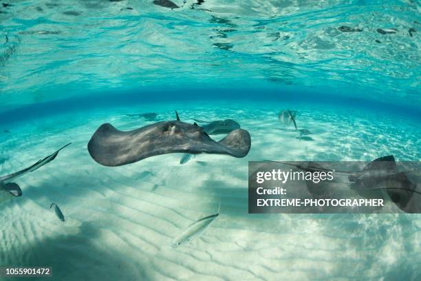 Sandrays Fish Stingray Fish Photos and Premium High Res Pictures - Getty Images