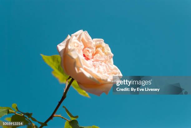 pink miniature rose - doorn stockfoto's en -beelden