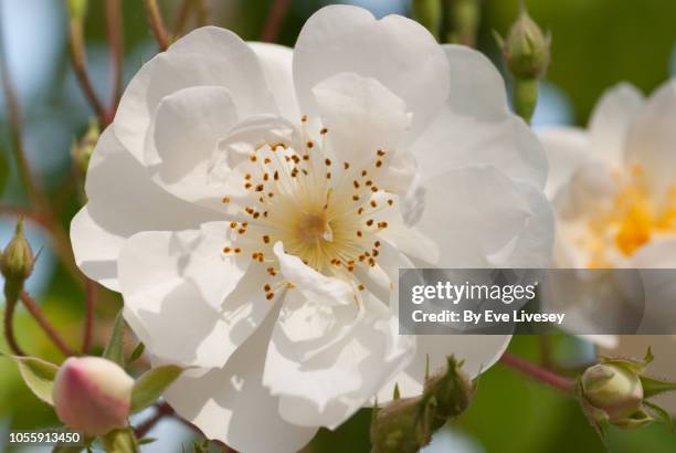 rambling rector rose flower - jardín de rosas fotografías e imágenes de stock