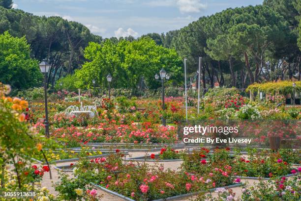 rose garden in madrid - roseto foto e immagini stock