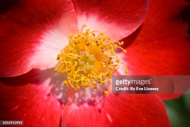 rosa canina flower - ca nina stock pictures, royalty-free photos & images