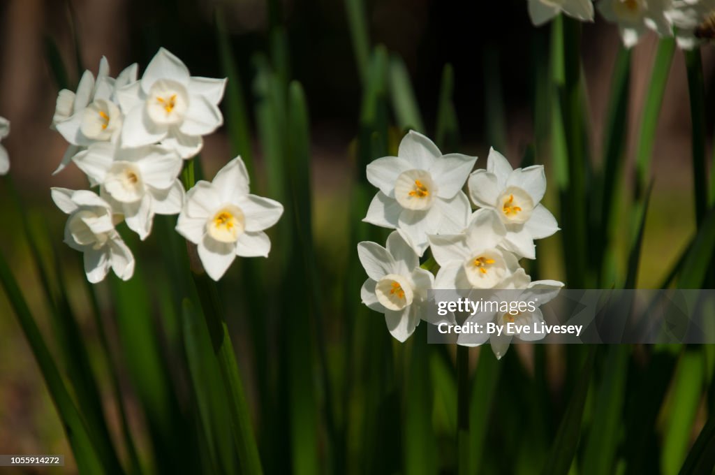 Sternbergia Lutea Flowers