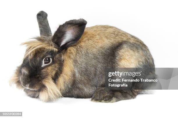 White Rabbit Profile Photos and Premium High Res Pictures - Getty Images