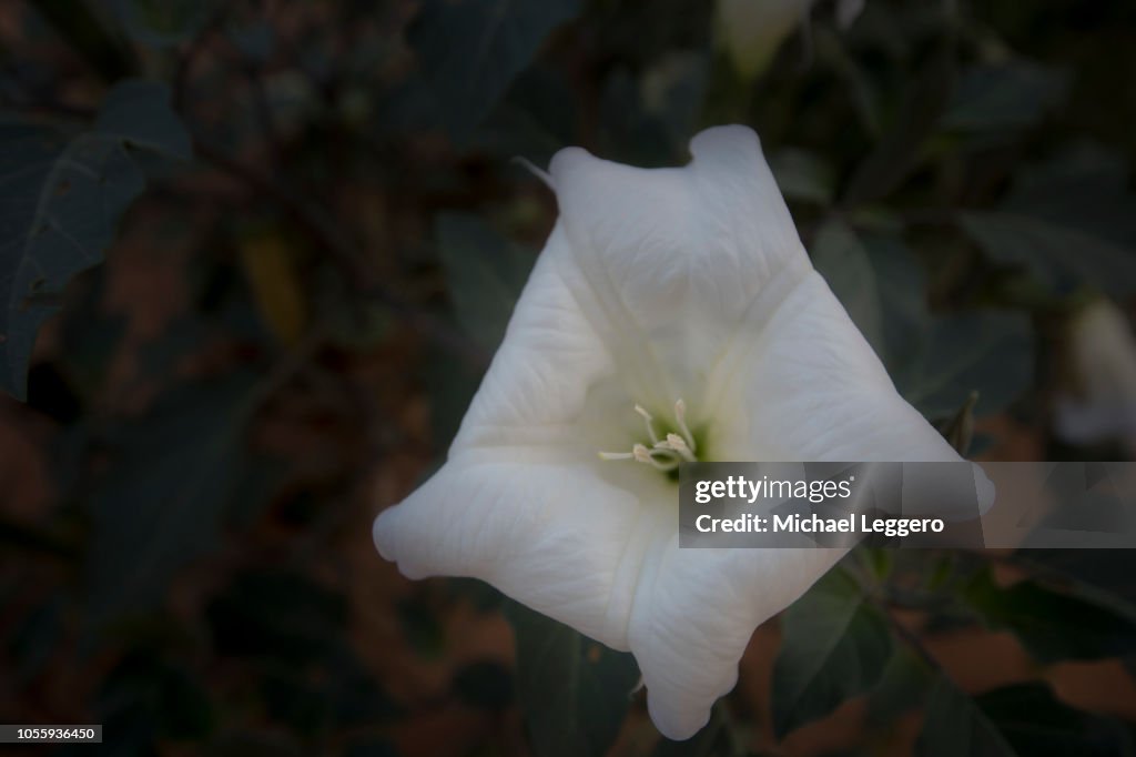 Sacred datura