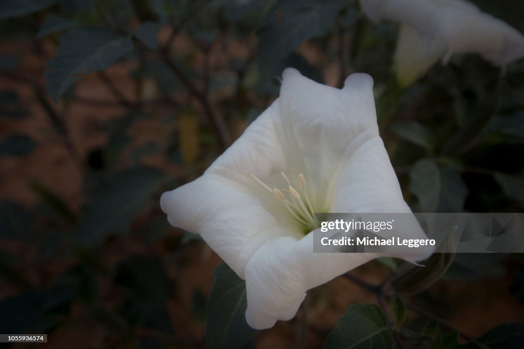 Sacred datura