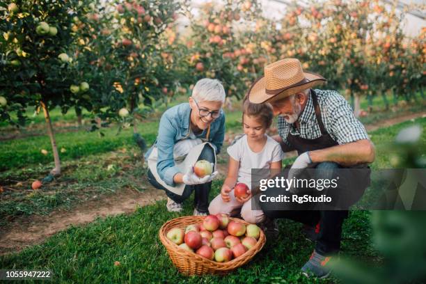 smiling family picking up apples - autumn apple picking stock pictures, royalty-free photos & images