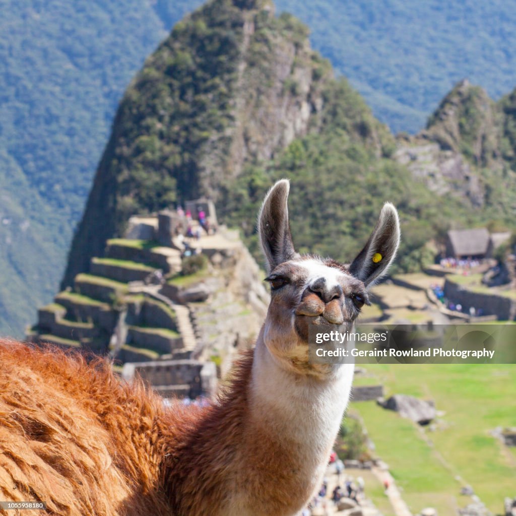 Photo Bombed by a Llama at Machu Picchu