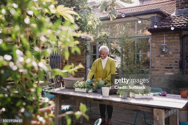mature female gardening - senior adult gardening stock pictures, royalty-free photos & images