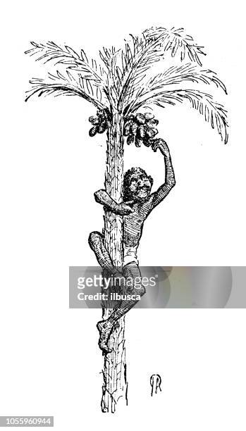 britische london satire karikiert comic cartoon illustrationen: ernte datum - date palm tree stock-grafiken, -clipart, -cartoons und -symbole