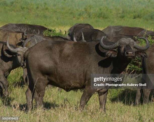 buffalo herd - maputaland stock-fotos und bilder