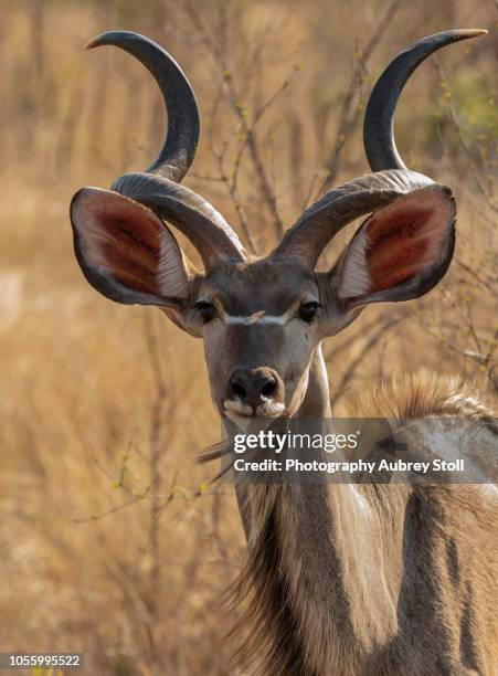 kudu - male kudu stock pictures, royalty-free photos & images