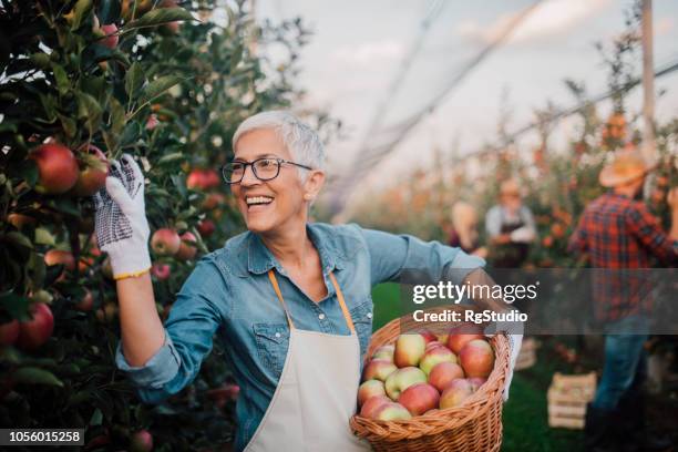 smiling old woman picking apples - autumn apple picking stock pictures, royalty-free photos & images