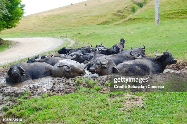 the flock of buffalo in the mud, near the road, transylvania, animals, romania - wasserbüffel stock-fotos und bilder